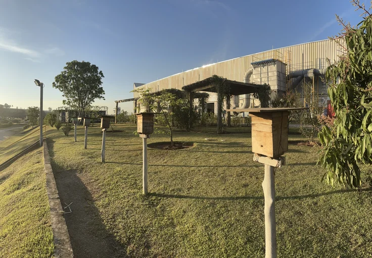 Bees Brazil